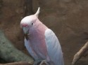 Pretty in Pink